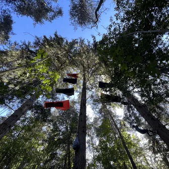 Bivouac en forêt