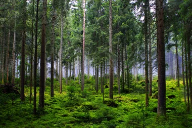 Balade Bain de Forêt (en famille)