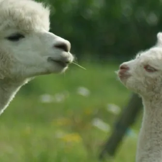 Alpacas de la suavidad