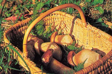 SEJ_The Mushroom in all Its States_Ceps in a basket