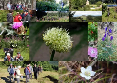 Sortie botanique