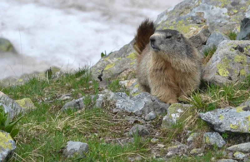 Caminhadas de descoberta de marmotas