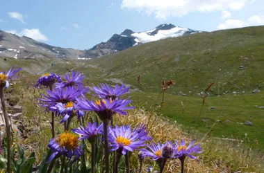 Randonnée thématique: flore alpine