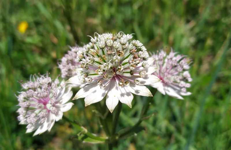 Randonnée thématique: flore alpine