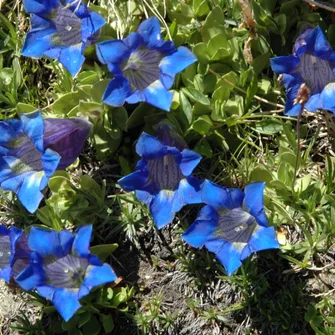 Randonnée thématique: flore alpine