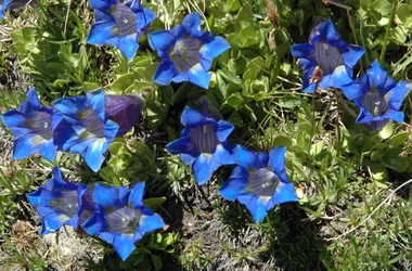 Randonnée thématique: flore alpine