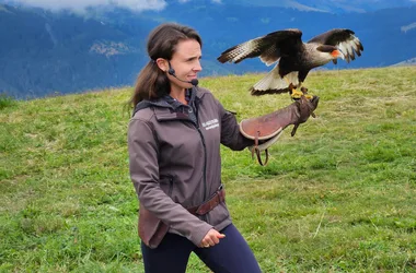 Les Aigles du Léman – Spectacle de rapaces