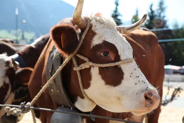 103e édition du Concours agricole de la race Abondance Le 13 oct 2024