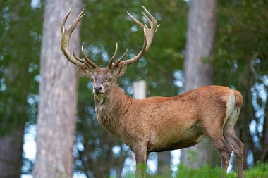 Découverte des amours du Cerf, écoute et observation Du 14 sept au 13 oct 2024