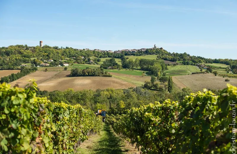 Les vignerons du Quercy vignes