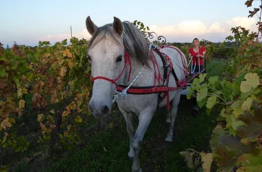 Jessica and Diamant at work in the vineyards of Château Nodot 800x600©Jessica Aubert