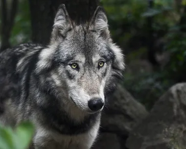 Exposition “Sur les traces des loups” à la médiathèque Johel Coutura