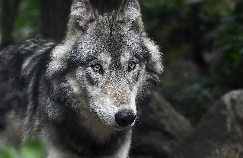 Exposition “Sur les traces des loups” à la médiathèque Johel Coutura