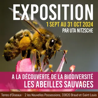 Exposition “Les Abeilles Sauvages” à Terres d’Oiseaux