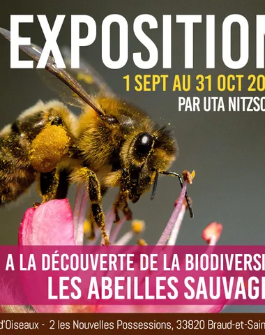 Exposition “Les Abeilles Sauvages” à Terres d’Oiseaux