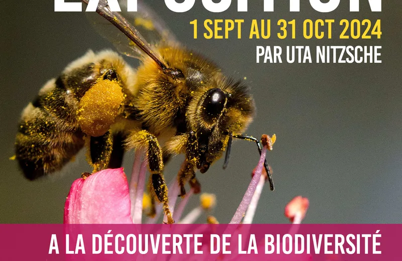 Exposition “Les Abeilles Sauvages” à Terres d’Oiseaux