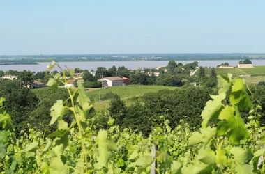Weinberg-Blaye-Cotes-de-Bordeaux-800x600