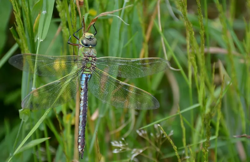 Nature walk dragonflies_BD