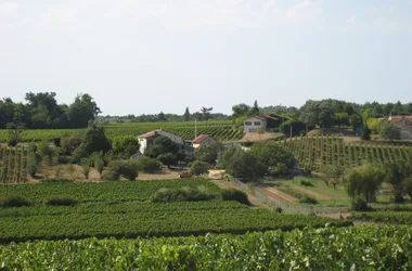 chateau de cots bayon sur gironde vineyard cotes de bourg 800x600