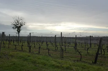 View over the vineyards towards Chez Guibert