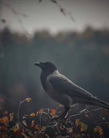 Balade nature “Oiseaux de mauvais augure”