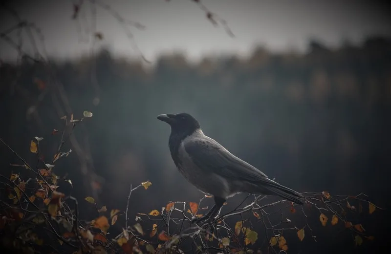 Balade nature “Oiseaux de mauvais augure”