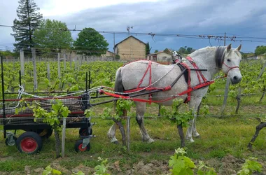 chateau nodot blaye Côtes de Bordeaux St Christoly working with the horse in the vineyard 800x600©Jessica Aubert