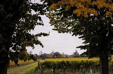 chateau magdeleine bouhou cars vineyard blaye cotes de bordeaux vines oct 2015 © C Goussard-15