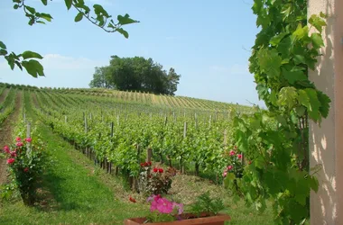 castillo-pinet-la-roquette-Blaye-cotes-Bordeaux-vigne-800x600