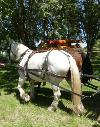 Fête du cheval de trait