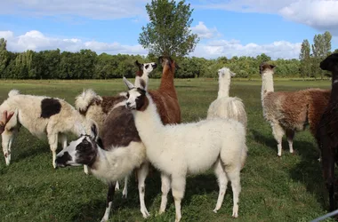educational-farm-of-lamas-st-paul-de-blaye-herd-800x600