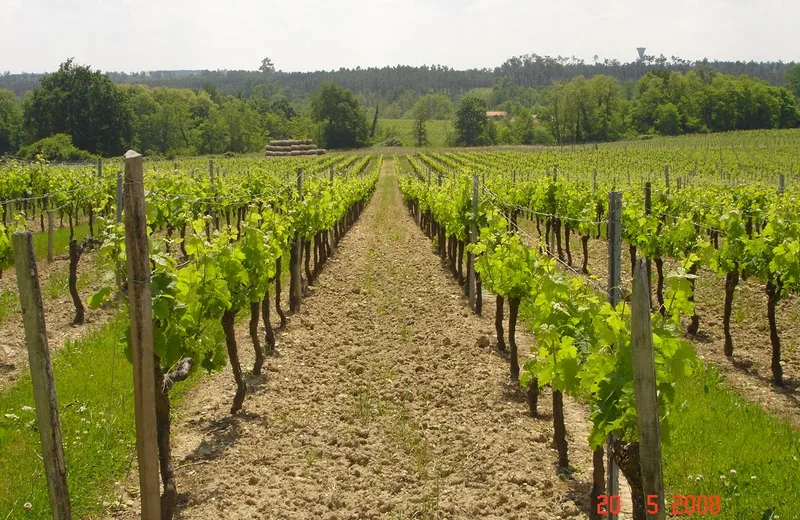 Château Siffle Merle