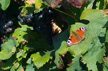 chateau nodot blaye Côtes de Bordeaux butterfly vines 800x600©Jessica Aubert