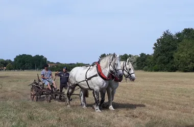 Fête du cheval de trait