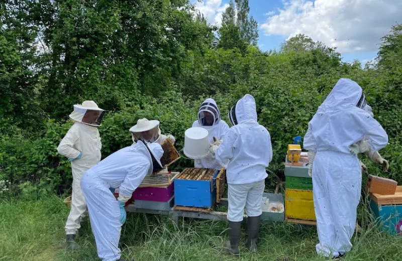 Der Cubzaguaise-Bienenverband
