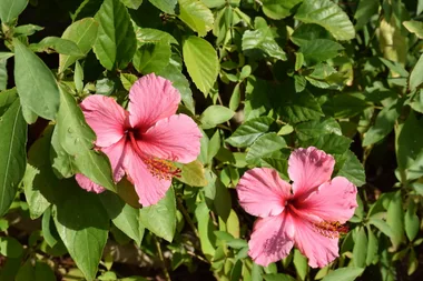 Visite guidée botanique : Circuit fleuri du village