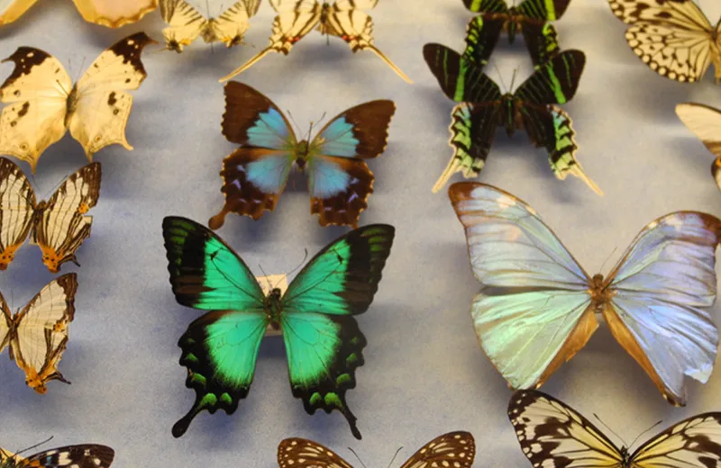 Maison des Papillons – Musée Dany Lartigue