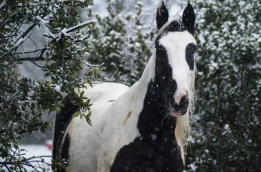 L’ÉTRIER DU LAURAGAIS – AMC ÉQUITATION