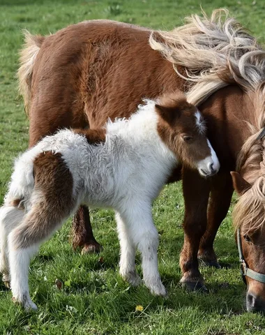 ATELIER ET JEUX « UN PONEY POUR DEUX »