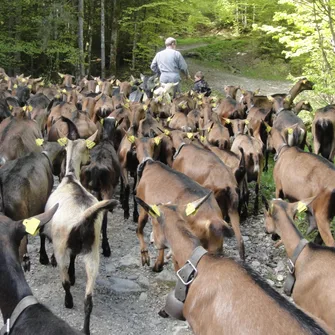 Visite à la ferme de Sommier d’Aval “Les Cabrettes”