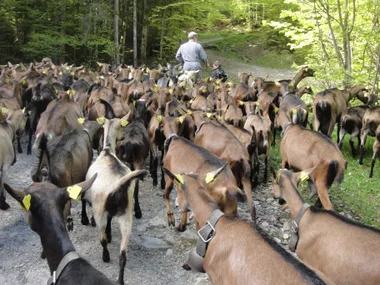 Visite à la ferme de Sommier d’Aval “Les Cabrettes”