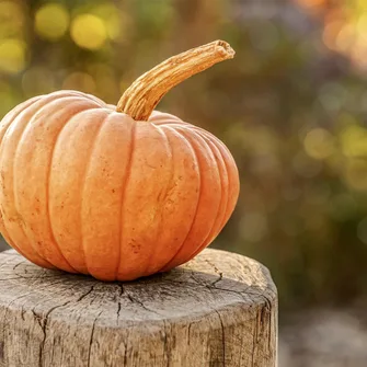 Sorcières, citrouilles et fantômes !