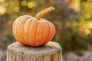 Sorcières, citrouilles et fantômes !