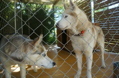 Rencontre des chiens sur leur lieu de vie