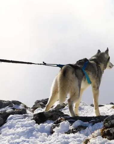 L’expé-rience nordique – cani-balade adulte