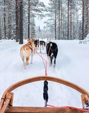 Baptême enfant chien de traineau