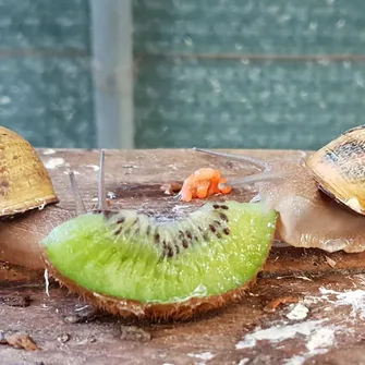 L’escargot du Pays du Mont-Blanc