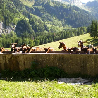 Visite à l’Alpage de Sommier d’Aval