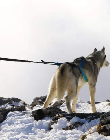 Stage mini-musher – 7h