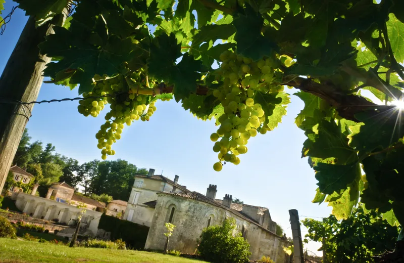 Abbaye de Fontdouce - Vue des vignes